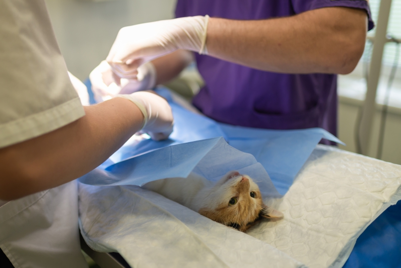 veterinaire-CAGNES SUR MER-min_health-4385852